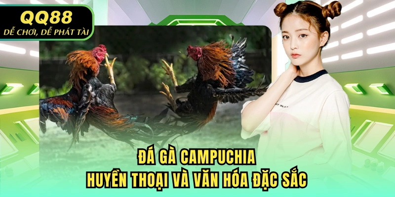 Đá gà Campuchia - Huyền thoại và văn hóa đặc sắc